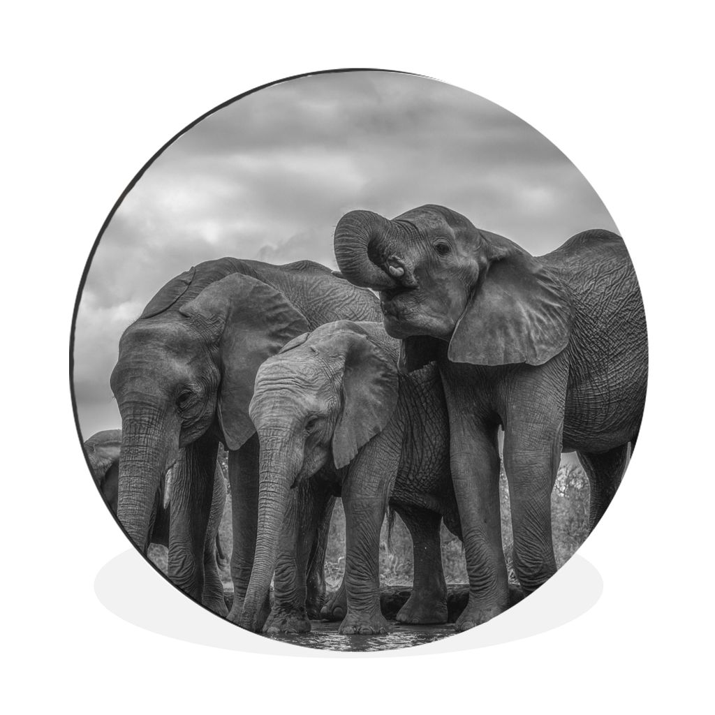 MuchoWow Aluminium Wandkreis Elefant - Tiere - Wasser - Schwarz und weiß Ø 30 cm Wanddeko Modern Wohnzimmer - Wand Bild - Wohnzimmer - Runde Bi...