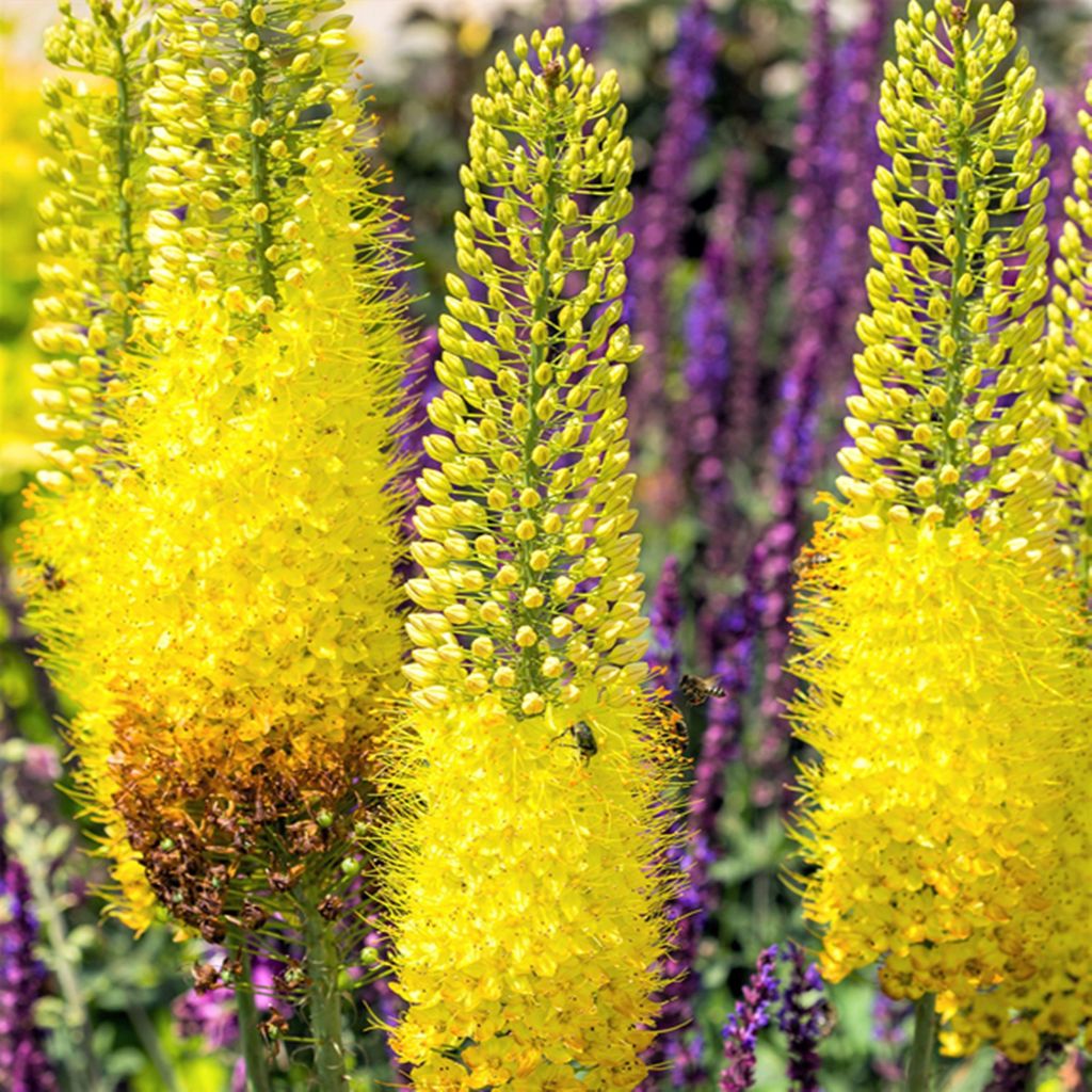 Eremurus Pustynnik Himalajski Moneymaker 1 ks sazenice Obrázek produktu 