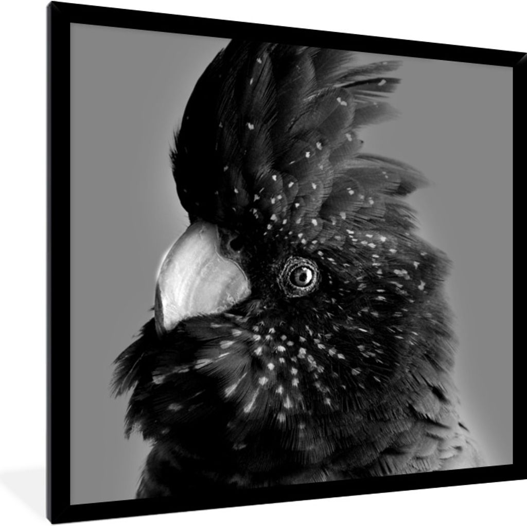 MuchoWow Gerahmtes Poster Nahaufnahme eines Kakadus vor einem grünen Hintergrund - schwarz und weiß 40x40 cm - Poster mit Schwarzem Bilderrahme...