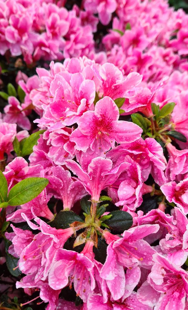 Rhododendron "Pink Poetry" Japanische Azalee 15 - 20 cm