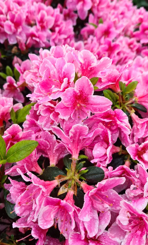 Azalée japonaise Pink Poetry - Arbuste de terre de bruyère rose 40/60cm