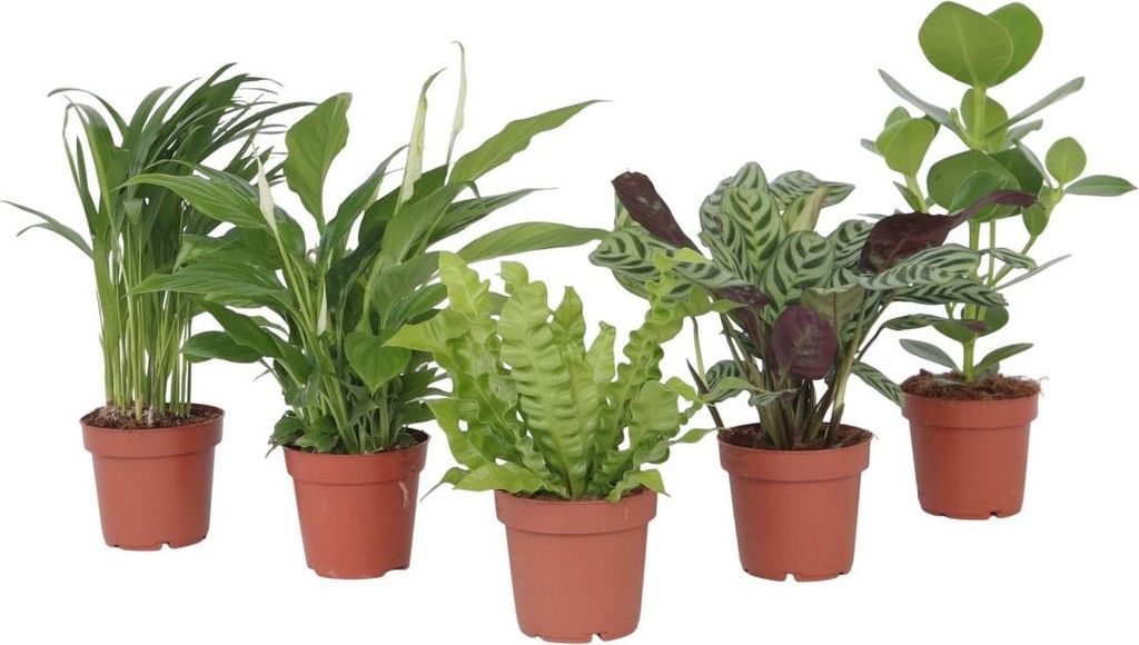 Luftreinigende Zimmerpflanzen - 5 Stk - Höhe 25-40cm - Produktbild 