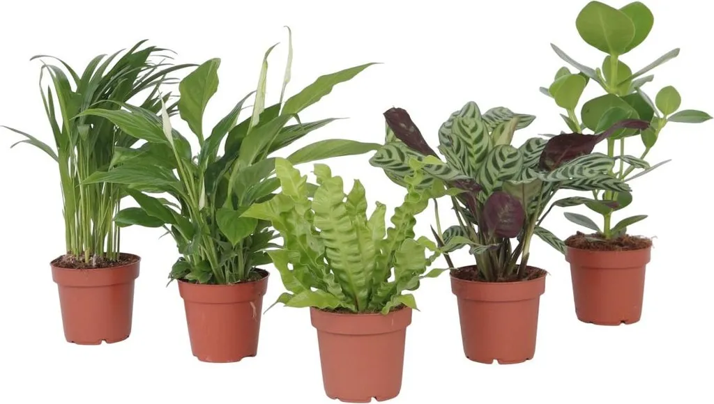 Plantes dépolluantes de 25-40cm en pot de 12cm pour la maison