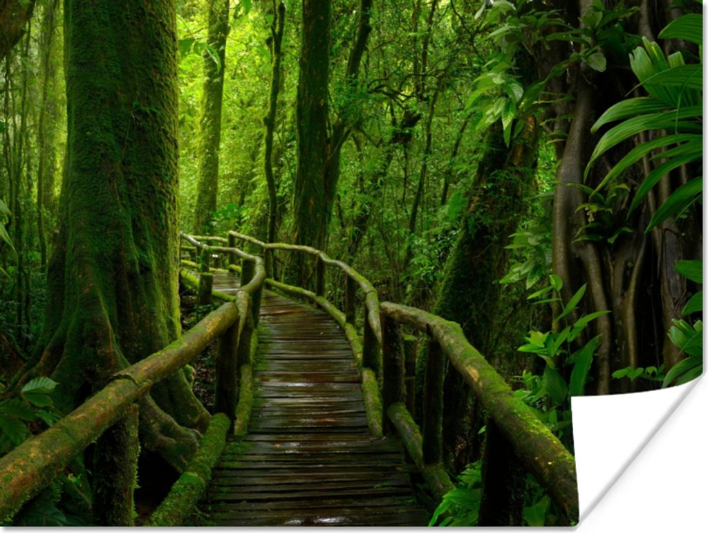 MuchoWow Poster Dschungel - Brücke - Moos - Natur - Tropisch 120x90 cm - Wandbild