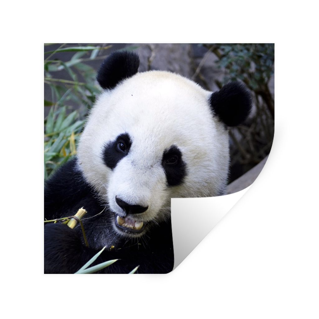 MuchoWow Wandtattoo Wandsticker Wandaufkleber Panda - Tier - Blätter 30x30 cm Selbstklebend und Repositionierbar - Repositionierbar - Wasser abw...