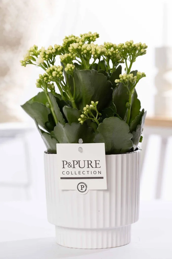 Plante Fleurie d'Intérieur Kalanchoé Blanc et son Cache-pot en Céramique