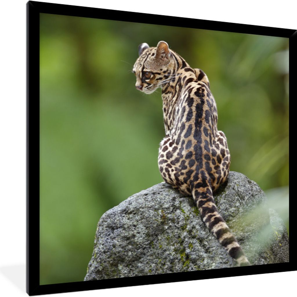 MuchoWow Gerahmtes Poster Baumkatze auf Stein 40x40 cm - Poster mit Schwarzem Bilderrahmen Wandposter Rahmen Foto Bilder - Mit Rahmen - Wanddekor...