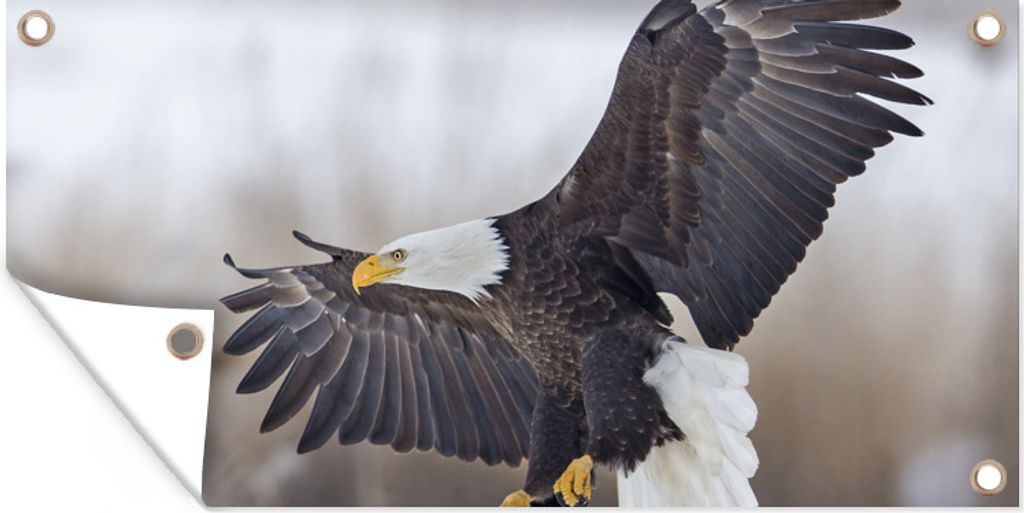 MuchoWow 60x30 cm Outdoor-Poster Gartendeko Sichtschutz Garten Poster für den Garten Vogel - Seeadler - Flügel
