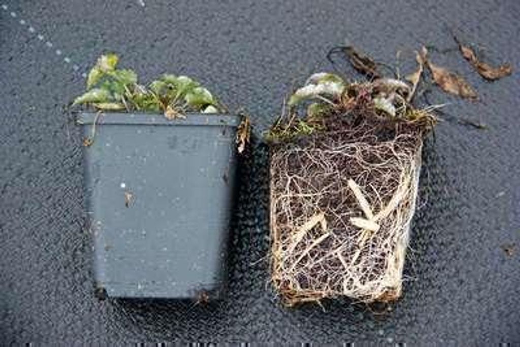 6 x Campanula pyramidalis - Bergminze - Topf 9 x 9 cm
