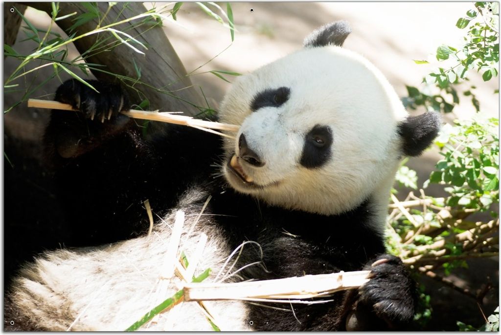 Wallario Outdoor-Poster für Garten oder Balkon, Motiv Panda knabbert an Bambusstücken, in ca. 61 x 91,50 cm