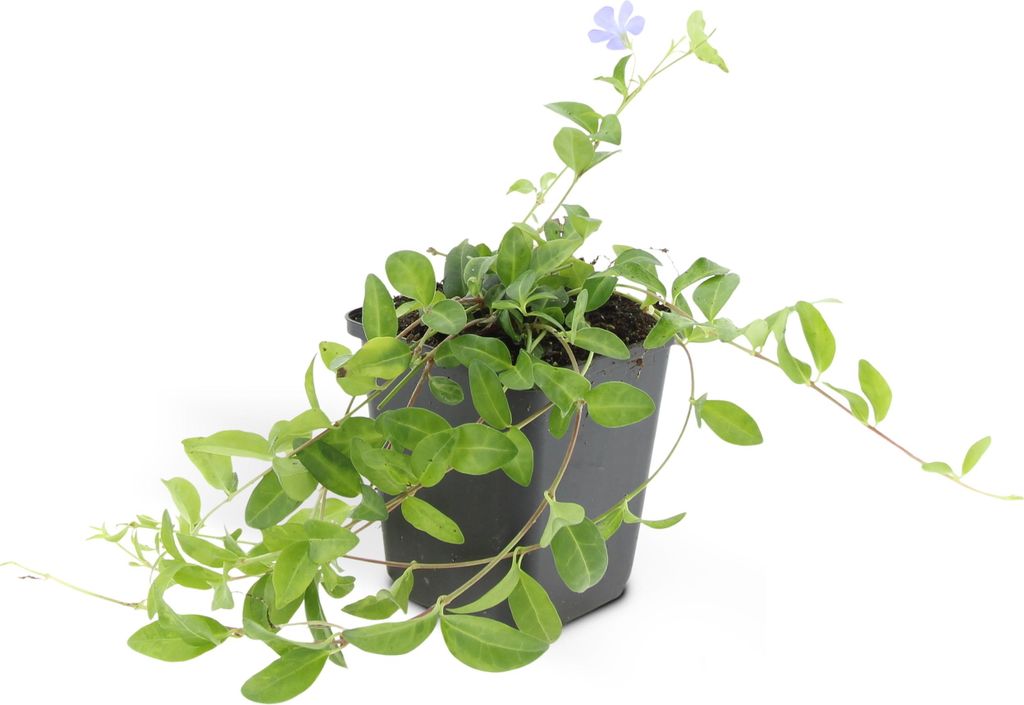 Bodendecker - Kleinblättriges Immergrün - Vinca minor 'La Grave' - 9cm Topf - Set mit 6 Pflanzen