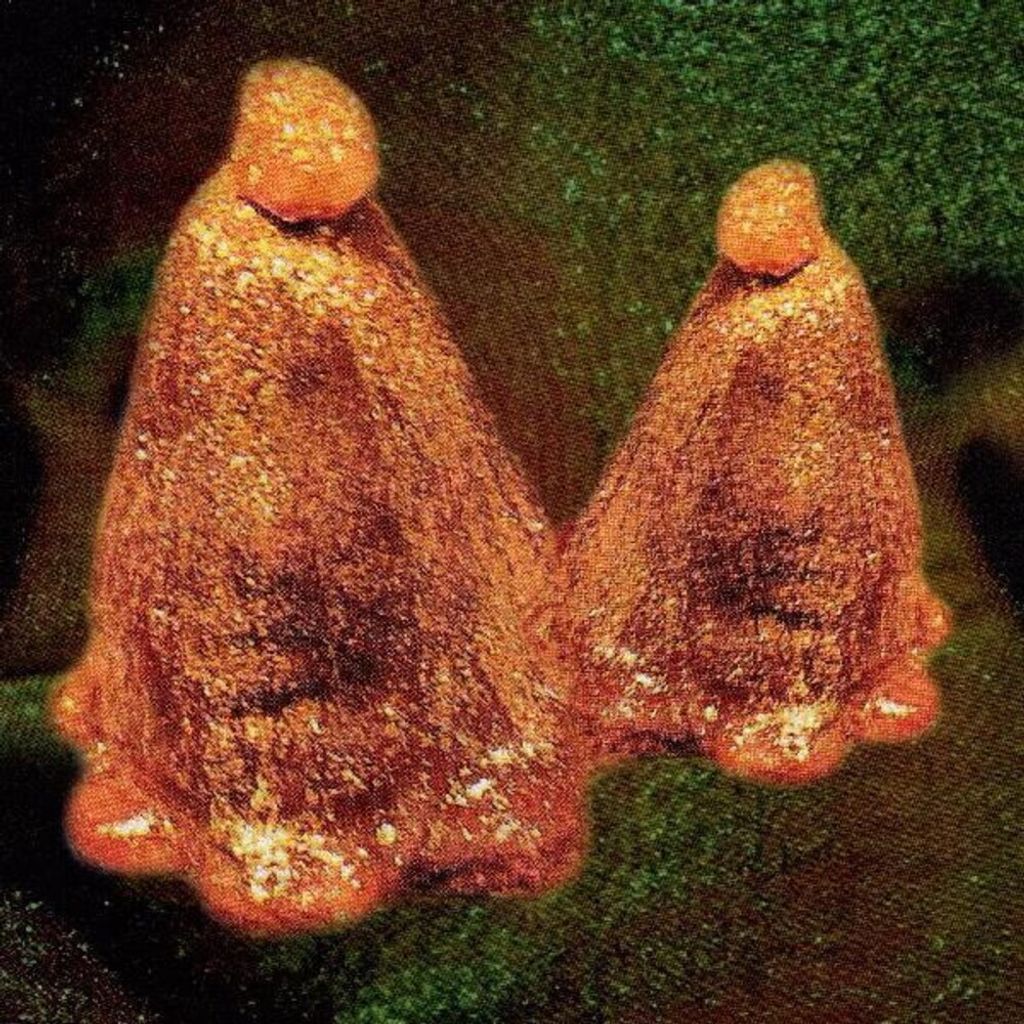 Black To Comm - Oozytenöl & gestohlene Androgene Vinyl