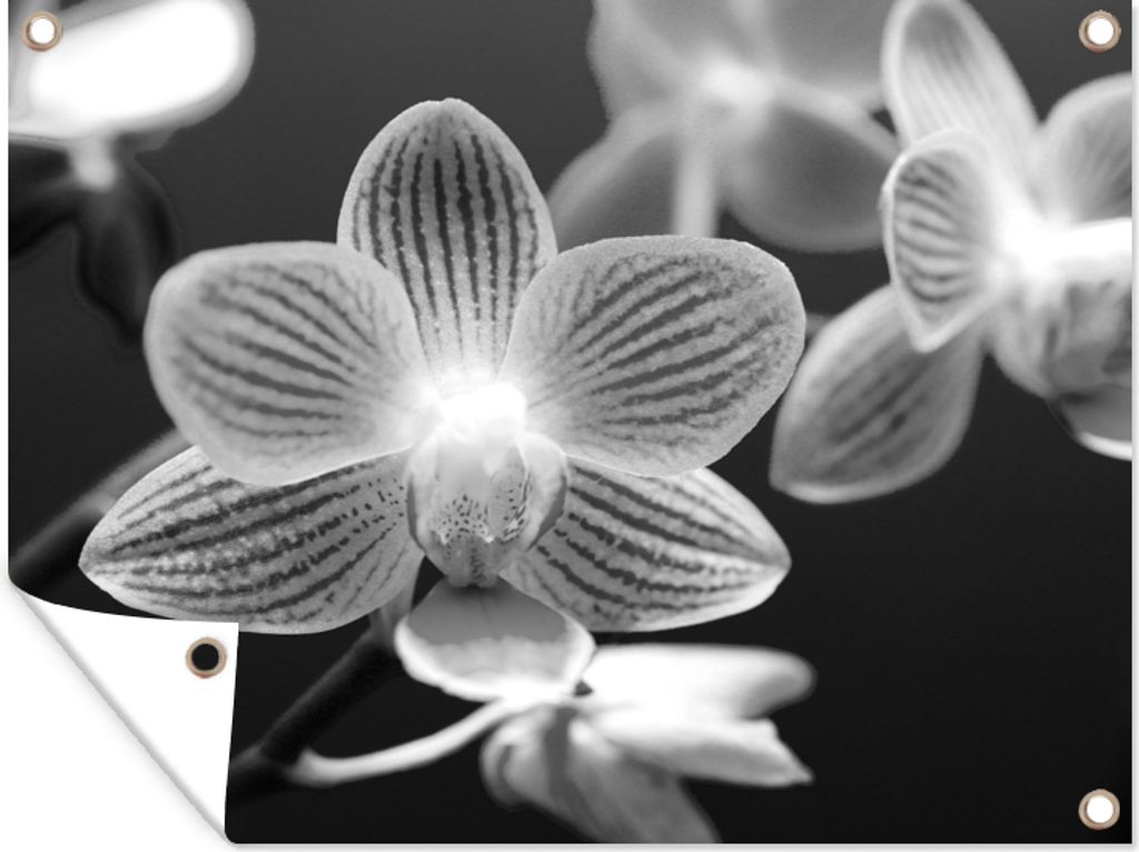 MuchoWow 40x30 cm Outdoor-Poster Gartendeko Sichtschutz Garten Poster für den Garten Orchideenblüte - schwarz und weiß