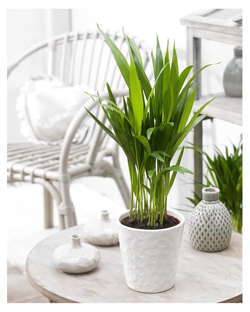 Areca Palme - Dypsis Lutescens - Tropische Zimmerpflanze im 13 cm Topf