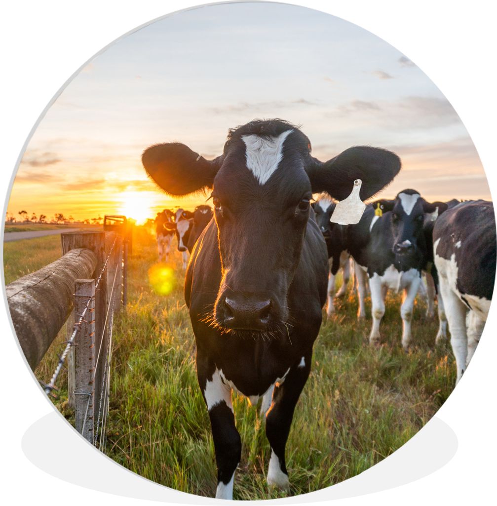 MuchoWow Rundes Wandbild - Runde Bilder Kühe - Sonne - Zaun Ø 60 cm Kreis Wanddekoration Kunststoff - Wandkreis - Wandschmuck - Wand Kreis - Da...