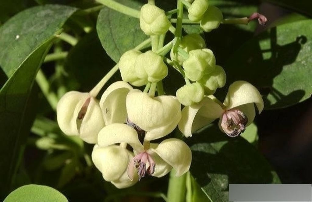 Akebia quinata Cream Form (80-100 cm) Schokoladenwein/Klettergurke