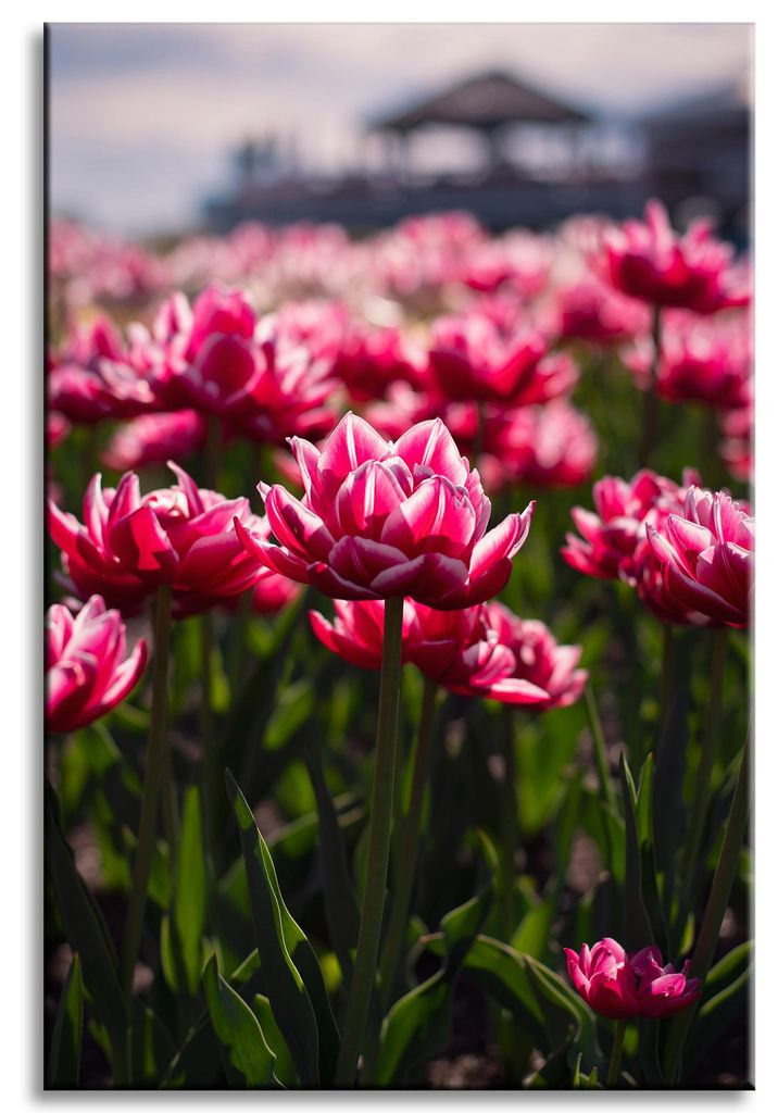 Leinwanddruck Botanik Tulpen Blumen 60x90 cm Blumenstrauß