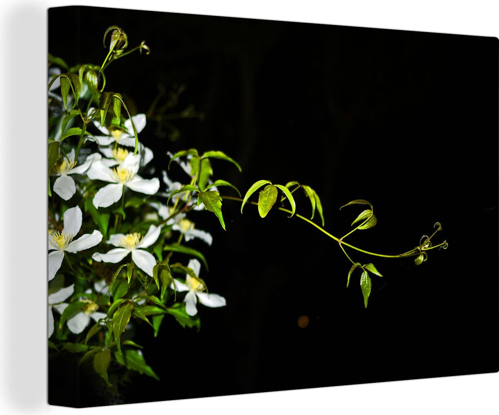OneMillionCanvasses - Leinwandbilder - 140x90 cm, Ein kriechender Zweig einer weißen Clematis auf schwarzem Hintergrund, Wandbilder Kunstdruck W...