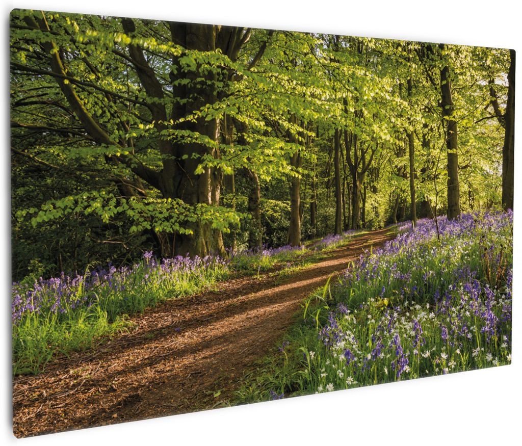 Wallario Premium Leinwandbild Blaues Hasenglöckchen im Sommerwald in Größe 60 x 90 cm
