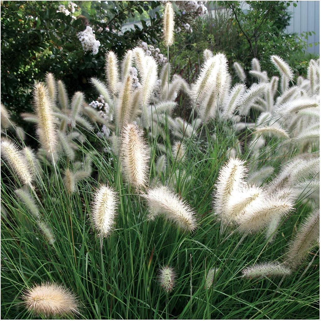 Stauden Gänge 5 x Pennisetum alopecuroides 'Cassian' im 1 Liter Topf - Lampenputzergras - Zarte Ähren, die im Wind tanzen - Winterhart