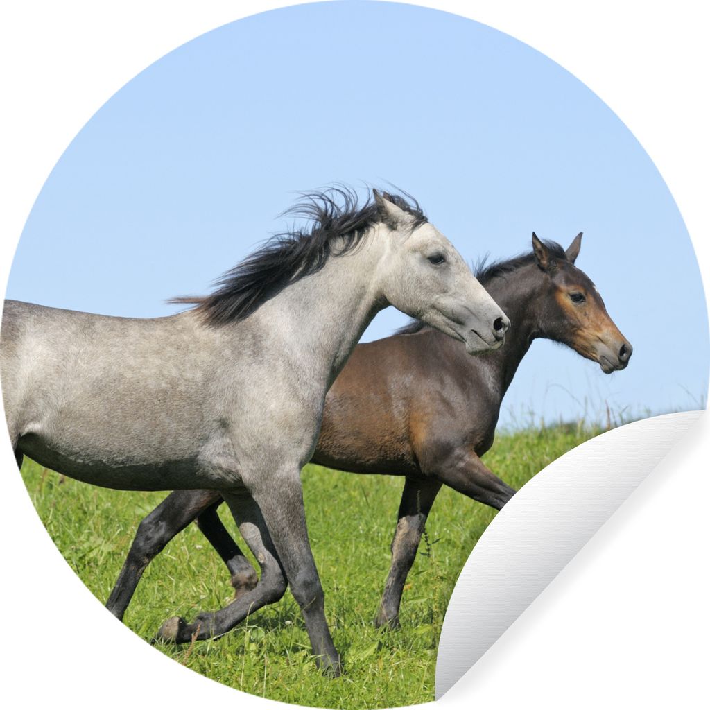 MuchoWow Runde Wandtattoo - Wandsticker Tapete Aufkleber Pferde - Tiere - Gras Ø 30 cm Selbstklebend und Repositionierbar - Wandaufkleber - Krei...