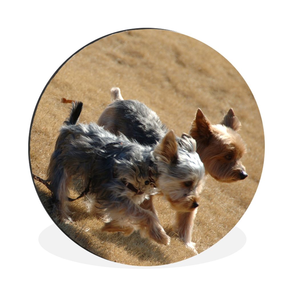 MuchoWow Aluminium Wandkreis Zwei kleine Yorkshire Terrier gehen am Strand spazieren Ø 60 cm Wanddeko Modern Wohnzimmer - Wand Kreis - Wandbild ...