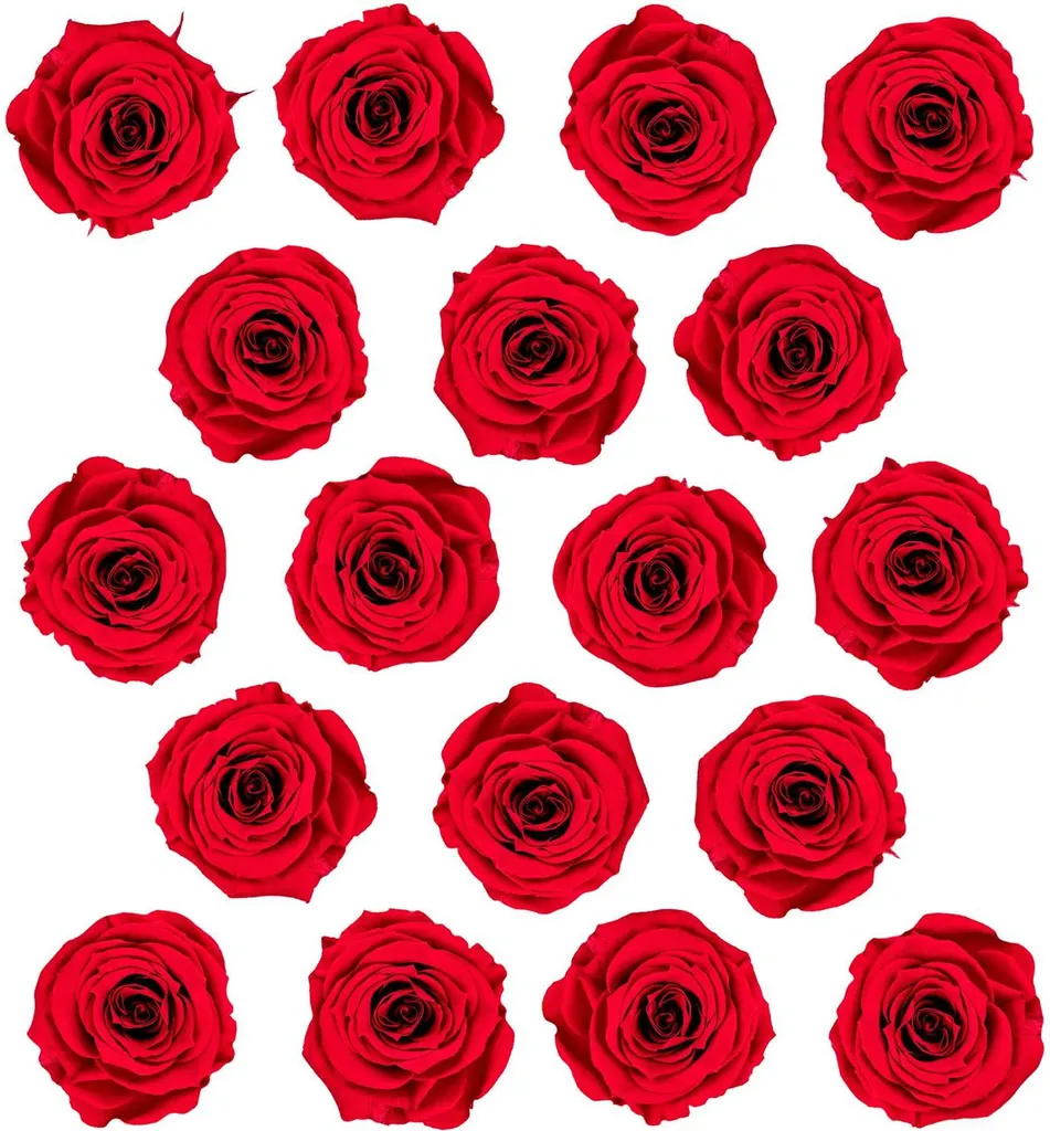 Roses d'éternité pour compositions DIY : Pack de 18 fleurs stabilisées - 3