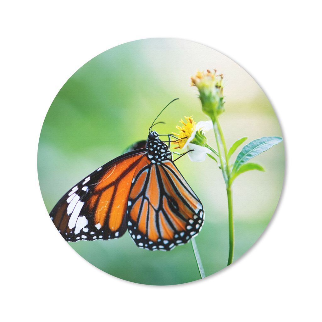 MuchoWow Mauspad Mousepad Schmetterling - Blumen - Insekten 50x50 cm - Mousepads - Maus Mat - Pad - Mausunterlage - Vinyl