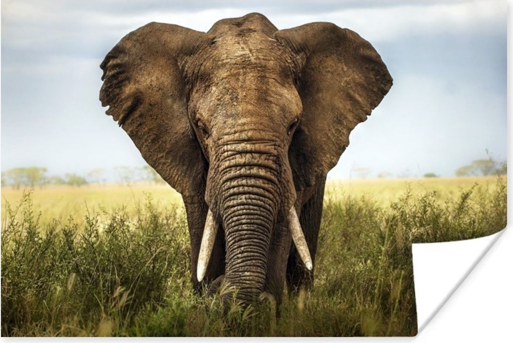 MuchoWow Poster Afrikanischer Elefant im Gras im Serengeti-Nationalpark 120x80 cm - Bilder