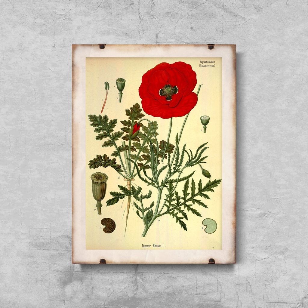 Poster - Canvas - Leinwand - 29,7 cm x 42 cm - Botanischer Druck rote Mohn