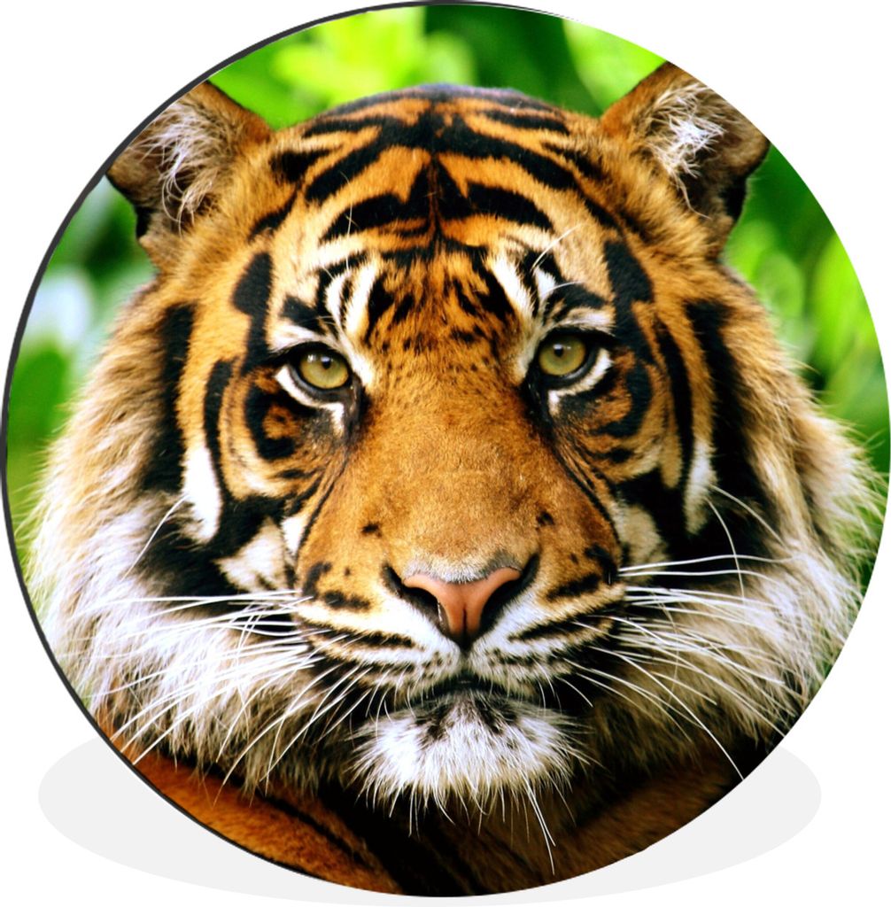 MuchoWow Aluminium Wandkreis Porträt eines Sumatra-Tigers im Dschungel Ø 90 cm Wanddeko Modern Wohnzimmer - Mauerkreis - Wandbilder - Runde Bil...