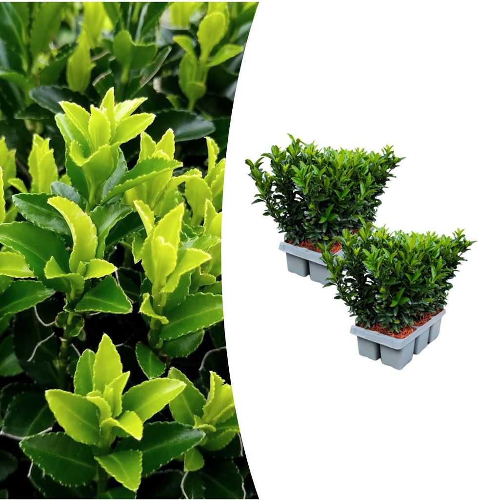 Euonymus 'Green Spire' | 12 Stücke - 15cm - Ø15cm