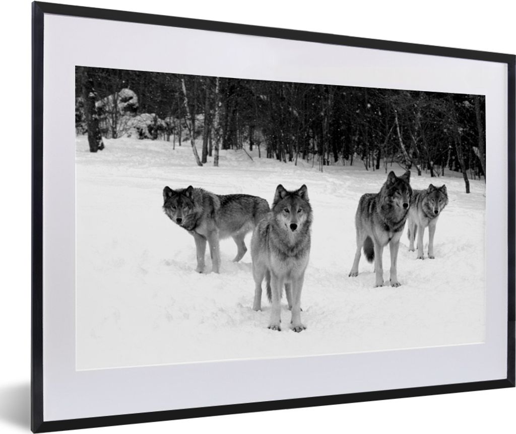 MuchoWow MuchoWow Gerahmtes Poster Wolfsrudel in Kanada - schwarz und weiß 60x40 cm - Poster mit zchwarzem Bilderrahmen - Schlafzimmer - Plaka...