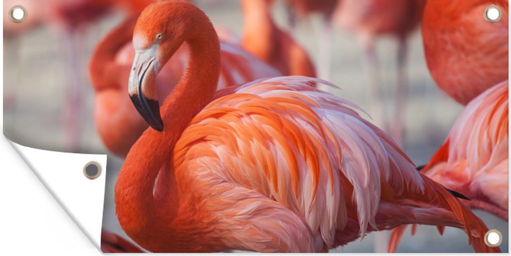 MuchoWow 160x80 cm Outdoor-Poster Gartendeko Sichtschutz Garten Poster für den Garten Flamingo - Vogel - Tiere - Rosa