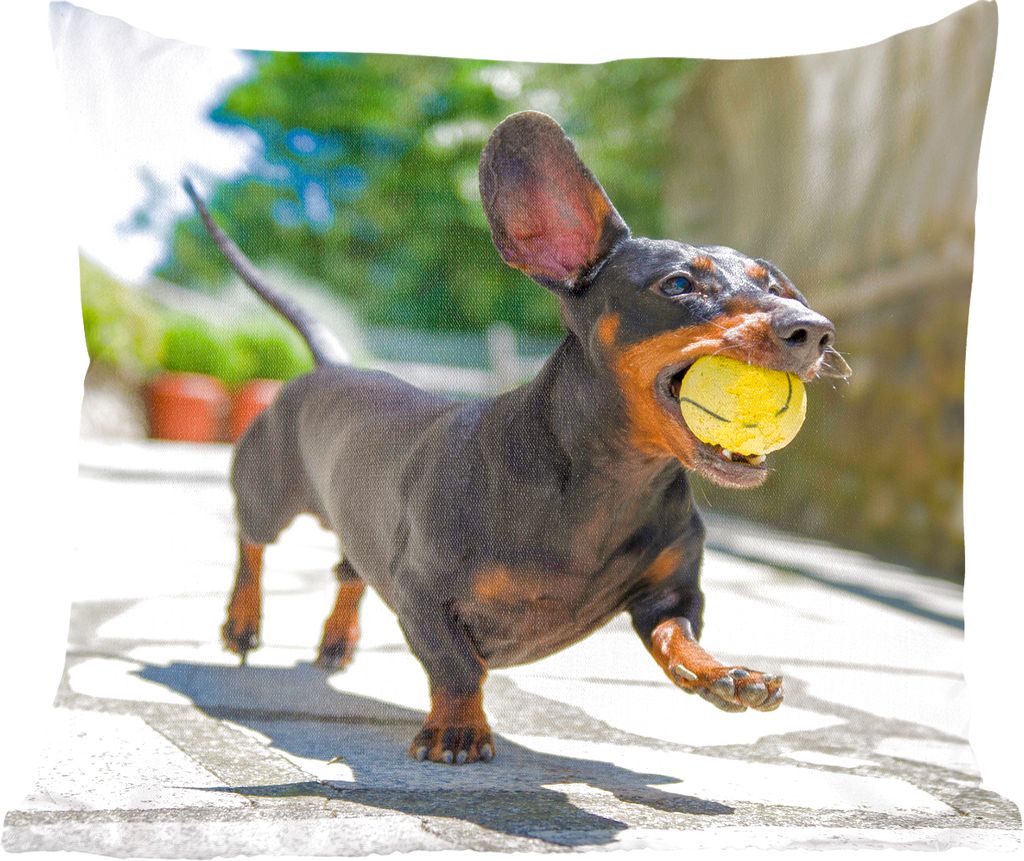 MuchoWow Zierkissen Sofakissen Wohnzimmer Dekokissen 45x45 cm Ein schwarzer Dachshund mit einem Tennisball - Schlafpolster - Polster für das Sofa