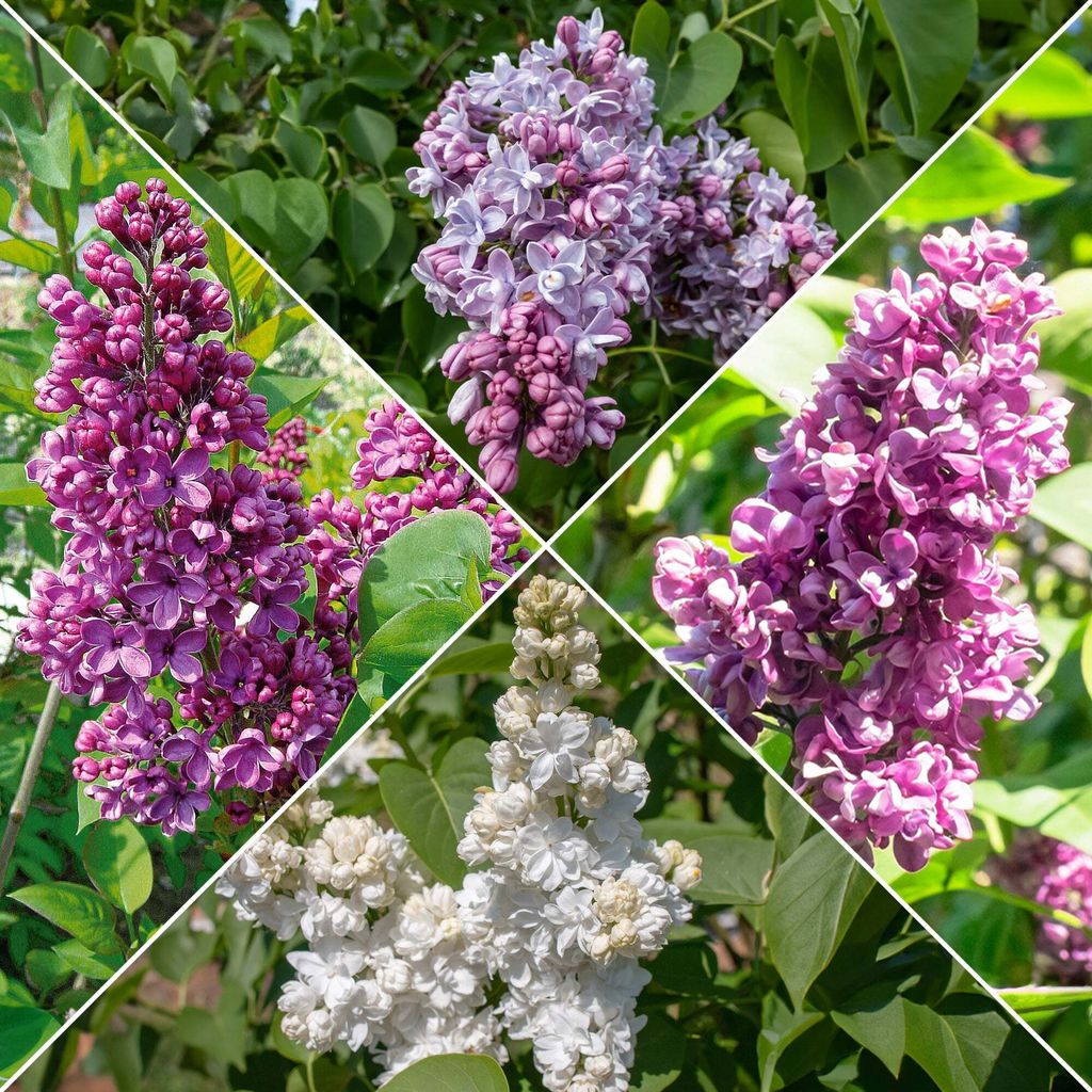 Bakker.com - Gefüllte Fliederkollektion: blau, rot, lila, weiß. (x4), Die 4 töpfe / Ø 9cm / Lieferhöhe 5-10cm