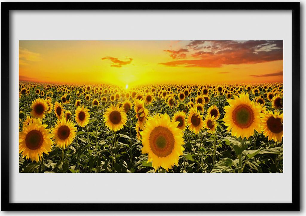 Bild 70x50 MDF-Rahmen Wandkunst Sunflowers