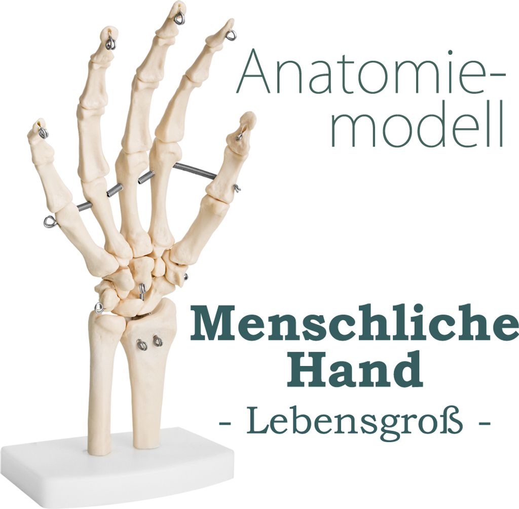 Anatomie Skelett Mensch Modell Skelett Hand Lebensgroß Produktbild 