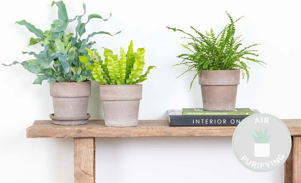 Bloomique - 3er-Mix - Luftreinigende Farne - Asplenium,