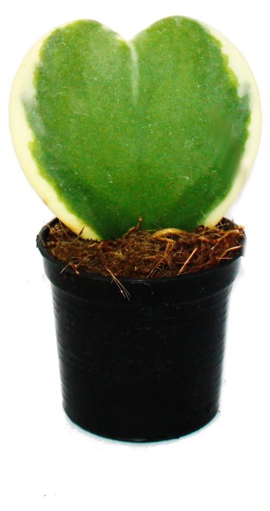 Hoya kerii – dvoubarevná rostlina srdíčková, srdcová Obrázek produktu 