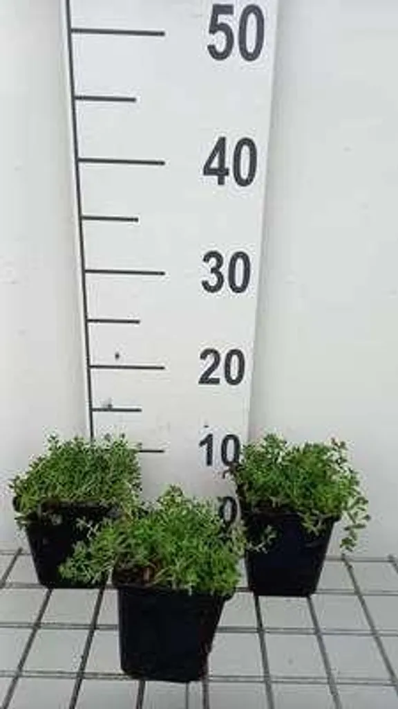 Sedum album pour toiture végétalisée - Set de 6 plantes grasses en pot