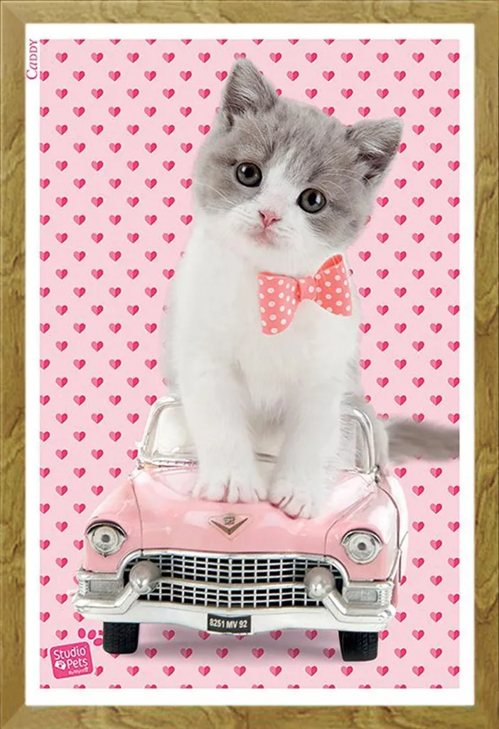 Studio Pets - Poster - Gatto Caddy + cornice rimovibile, Shinsuke® Maxi MDF oak, vetro acrilico