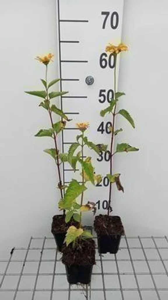6x Heliopsis helianthoides Summer Sun - Plants en Pot 9x9cm - Jaune