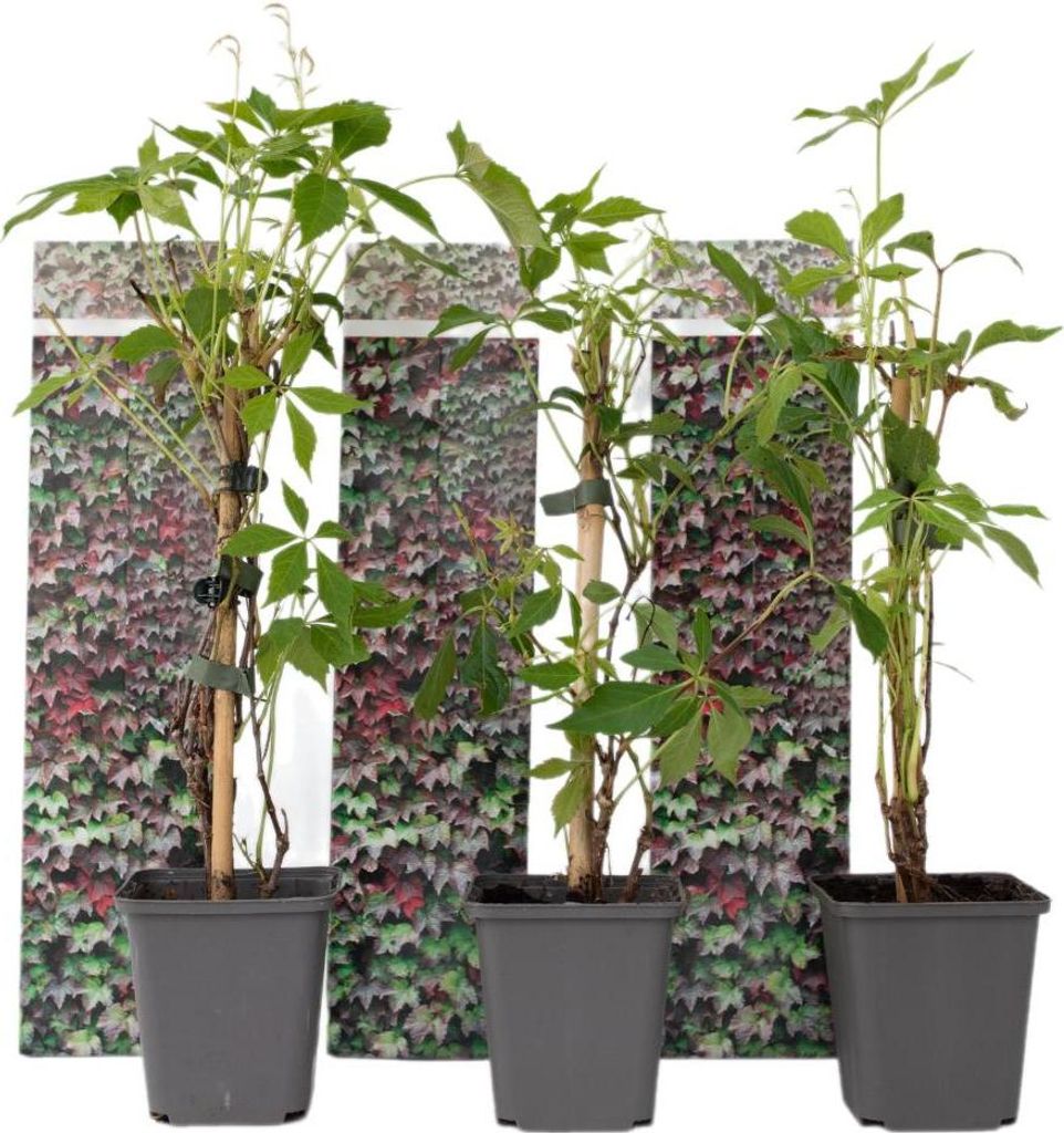 Three potted plants are arranged in front of a decorative panel depicting ivy.
