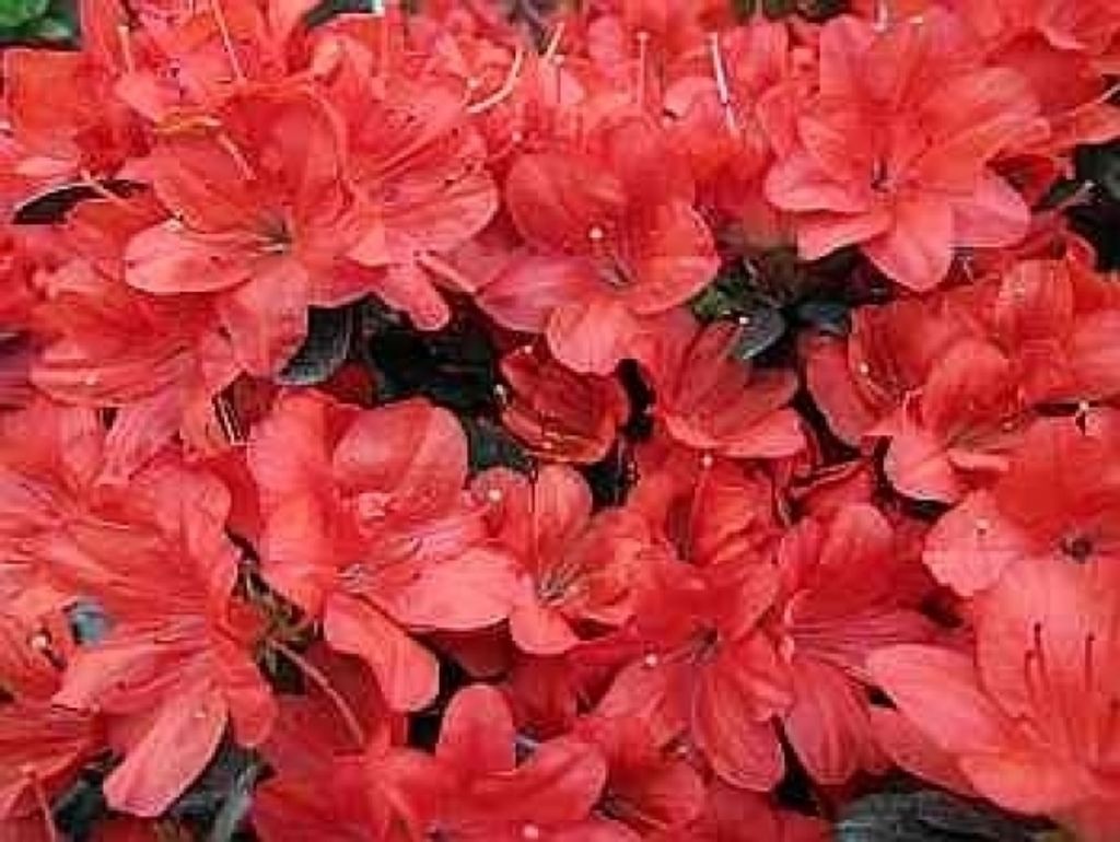 Rhododendron obtusum Medicante - Japanische Azalee Medicante 25 - 30 cm