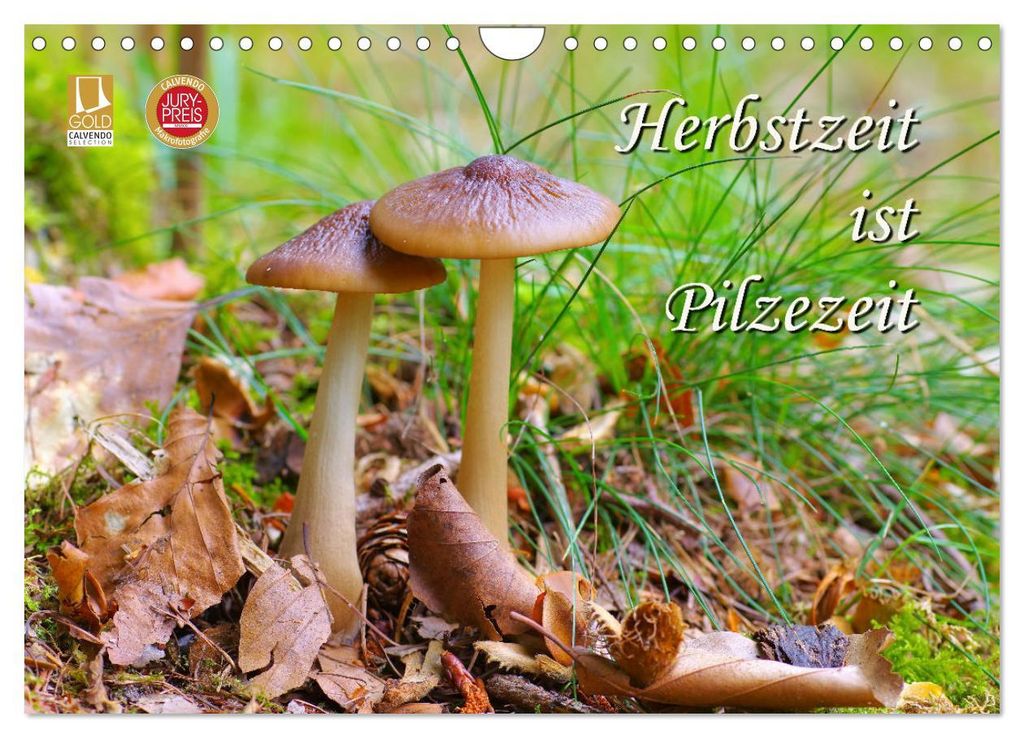 Herbstzeit ist Pilzezeit (Wandkalender 2027 DIN A4 quer), CALVENDO Monatskalender