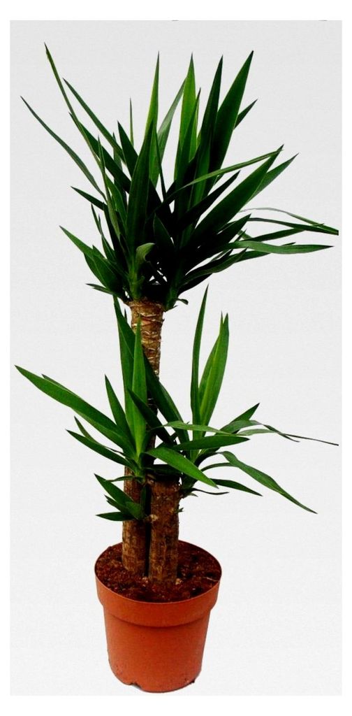 Yucca-Palme - Palmlilie - 2 runde Stämme - ca. 80 cm hoch