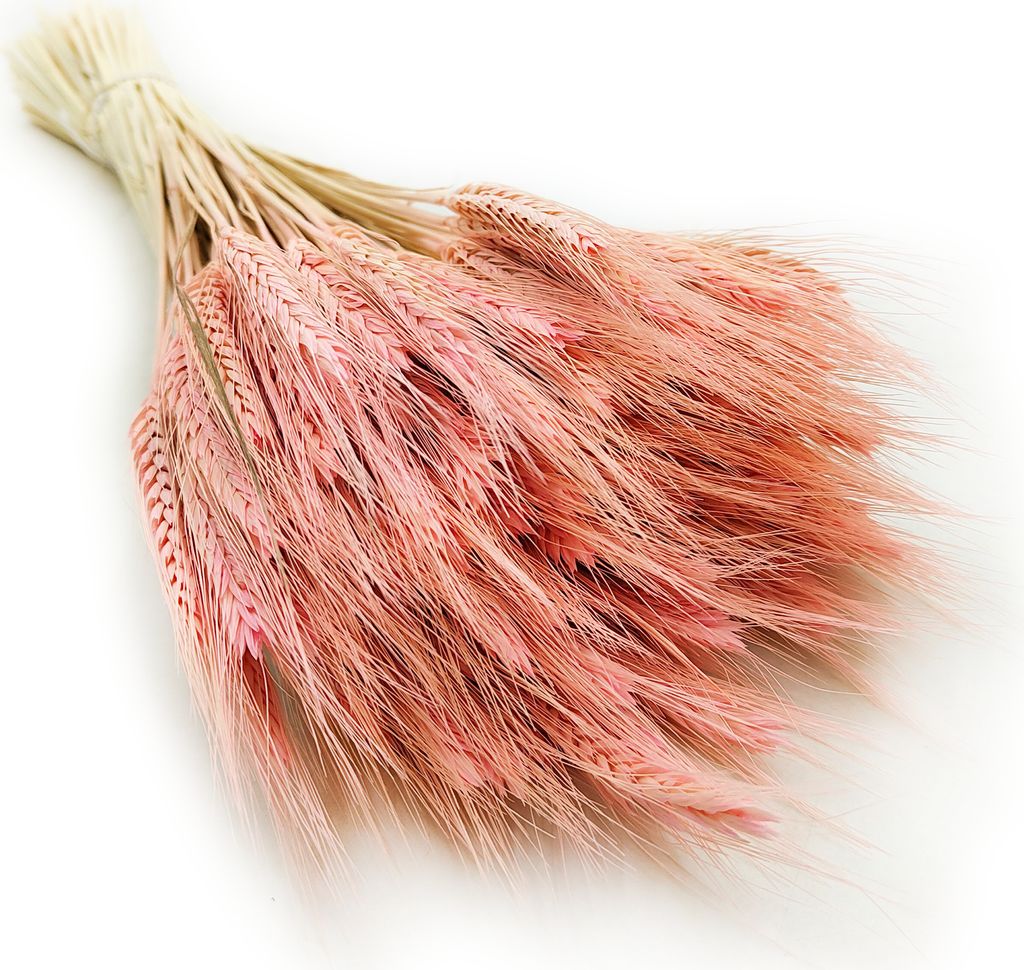 Getrocknete Triticale Pflanzen in Rosa, ca. 60 cm lang, ca. Produktbild 