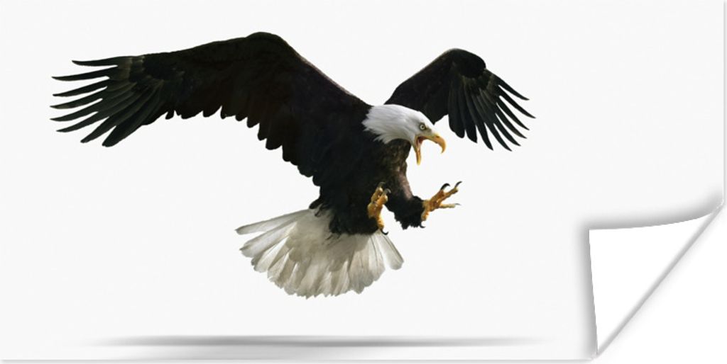 MuchoWow Poster Adler - Vogel - Weiß 40x20 cm - Poster für die Wand - Poster Schlafzimmer