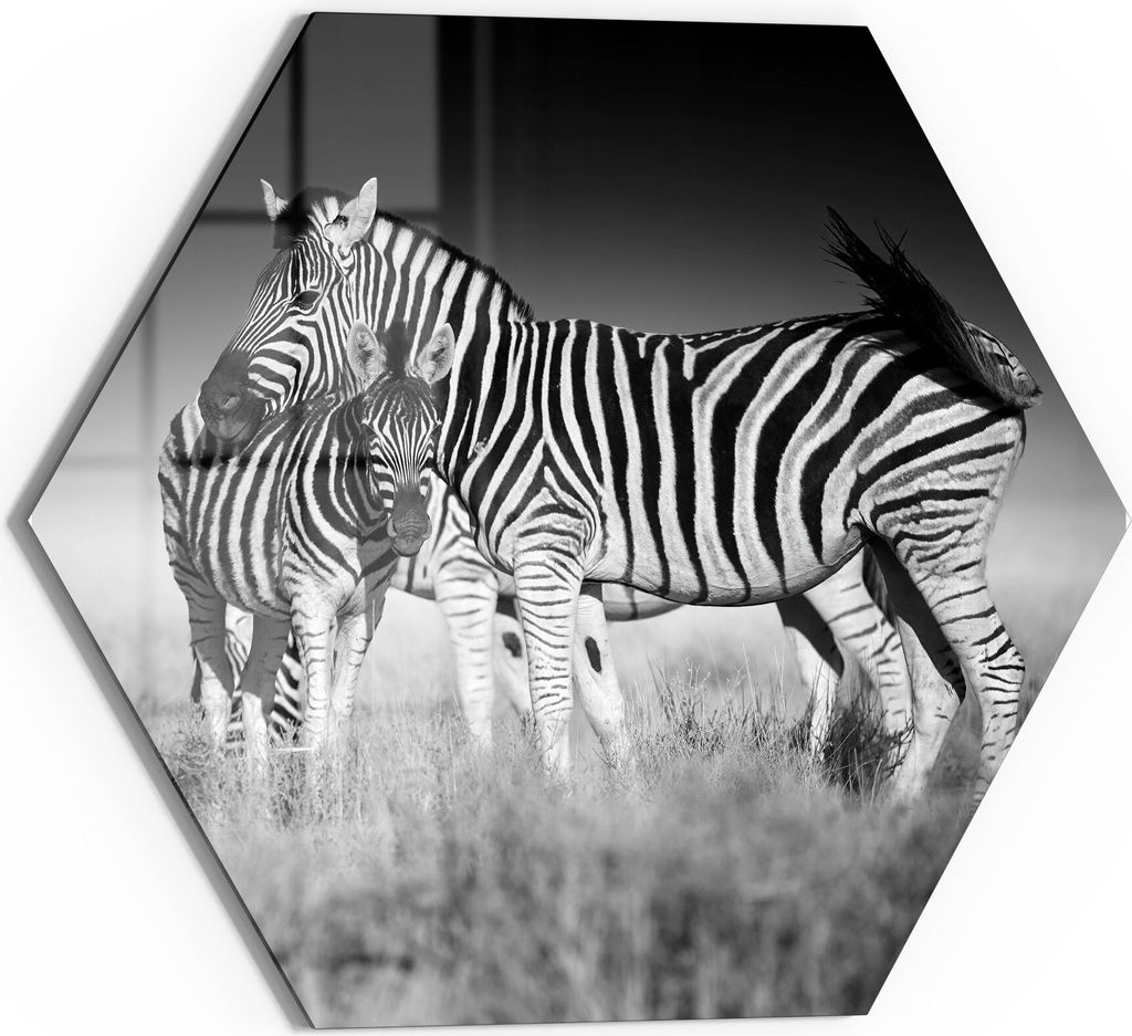 DEQORI Glasbild Echtglas 55x48 cm 'Zebras beieinanderstehend' Wandbild Bild modern Deko